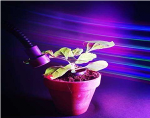 Ph&aacute;t hiện việc kiểm so&aacute;t thực vật với năng lượng của &aacute;nh s&aacute;ng