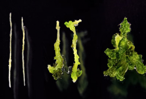 Chồi Arabidopsis thaliana t&aacute;i sinh tốt hơn trong điều kiện ẩm ướt
