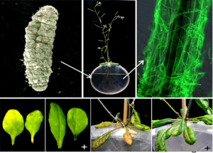Kiểm tra việc th&uacute;c đẩy c&aacute;c phản ứng miễn dịch của c&acirc;y arabidopsis bởi một loại nấm v&ugrave;ng rễ