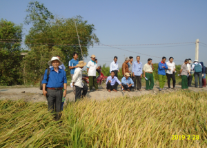 Giống l&uacute;a ĐTM 14-258 tr&ecirc;n v&ugrave;ng đất ph&egrave;n