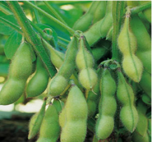 Ph&acirc;n t&iacute;ch phổ protein iTRAQ trong động th&aacute;i ph&aacute;t triển của c&acirc;y đậu n&agrave;nh