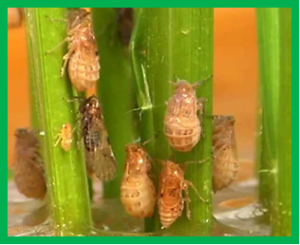 Mối li&ecirc;n quan giữa kiến tr&uacute;c v&agrave; chức năng của protein BPH14 quy định t&iacute;nh kh&aacute;ng rầy n&acirc;u