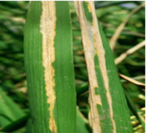 Tập trung ch&uacute; &yacute; hệ thống b&agrave;i tiết &ldquo;type vi&rdquo; của chelator sắt - &ldquo;pyoverdine&rdquo; trong vi khuẩn Pseudomonas taiwanensis.