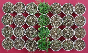 Giấm: Một biện ph&aacute;p dễ l&agrave;m v&agrave; &iacute;t tốt k&eacute;m gi&uacute;p c&acirc;y trồng chống chịu hạn h&aacute;n