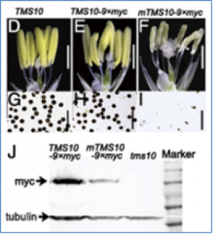 Hai kinases đ&oacute;ng vai tr&ograve; receptor của c&acirc;y l&uacute;a duy tr&igrave; t&iacute;nh hữu thụ đực, khi nhiệt độ ngoại cảnh thay đổi