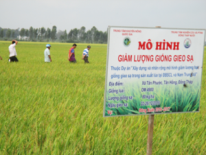 Kết quả bước đầu mô hình giảm lượng giống gieo sạ ở huyện Tân Hồng (Đồng Tháp)