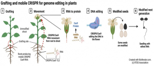 Đột ph&aacute; trong nh&acirc;n giống c&acirc;y trồng: Kết hợp kỹ thuật gh&eacute;p v&agrave; CRISPR di động cho việc chỉnh sửa bộ gen ở thực vật