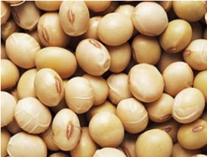 Thị trường NL TĂCN thế giới ng&agrave;y 22/8: Gi&aacute; đậu tương tăng cao 
