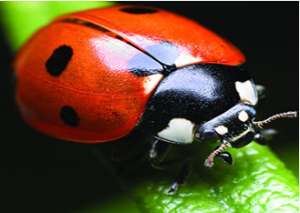 Nghi&ecirc;n cứu tập t&iacute;nh xếp gấp của c&aacute;nh sau con bọ r&ugrave;a (Ladybird) th&ocirc;ng qua việc gắn v&agrave;o c&aacute;nh trước nh&acirc;n tạo v&agrave; chụp cắt lớp vi phẩu