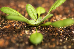 Kiểu d&aacute;ng l&aacute; mới của c&acirc;y Arabidopsis thaliana