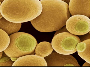 Cặp BASE GC l&agrave;m tăng đột biến v&agrave; t&aacute;i tổ hợp trong nấm men Saccharomyceas cerivisiae