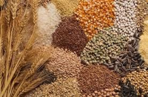 Gi&aacute; ngũ cốc ng&agrave;y 7/9: L&uacute;a m&igrave; mở rộng đ&agrave; tăng do lo ngại về nguồn cung của Nga