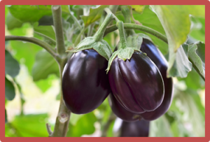 Tuần tin khoa học 798 (25-31/07/2022)