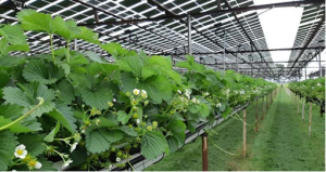 Tương lai v&agrave; những th&aacute;ch thức của c&ocirc;ng vi&ecirc;n năng lượng mặt trời n&ocirc;ng nghiệp 