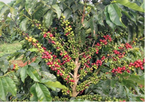 Khắc phục những năm được m&ugrave;a v&agrave; mất m&ugrave;a trong sản xuất c&agrave; ph&ecirc;