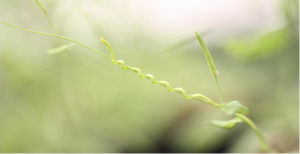 Thực vật k&yacute; sinh kiểm so&aacute;t sự biểu hiện gen tr&ecirc;n c&acirc;y k&yacute; chủ 