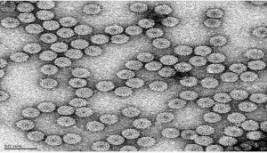 Cải tiến trong nghi&ecirc;n cứu virus c&oacute; thể cứu l&uacute;a m&igrave; v&agrave; c&aacute;c loại c&acirc;y trồng kh&aacute;c