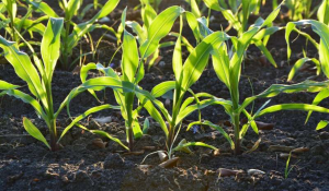 Phương ph&aacute;p canh t&aacute;c kh&aacute;c biệt gi&uacute;p c&aacute;c n&ocirc;ng hộ nhỏ th&iacute;ch ứng với biến đổi kh&iacute; hậu