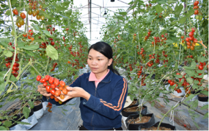 Giống c&agrave; chua NT10