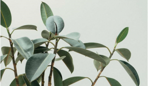 Những quyết định b&iacute; mật về mức carbon của c&acirc;y trồng ảnh hưởng đến tương lai của con người