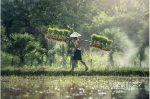 C&aacute;c nh&agrave; khoa học th&ecirc;m bản sao thứ hai của gen gi&uacute;p năng suất l&uacute;a tăng 40%