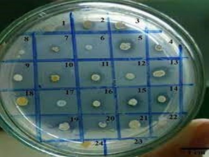 Nghi&ecirc;n cứu đ&aacute;nh gi&aacute; khả năng ph&acirc;n hủy chlopyrifos bằng một số chủng vi sinh vật được ph&acirc;n lập trong đất canh t&aacute;c ở L&acirc;m Đồng