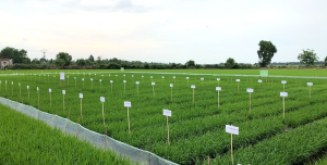 Nhiệm vụ chọn tạo giống l&uacute;a mới cho v&ugrave;ng Đồng Th&aacute;p Mười