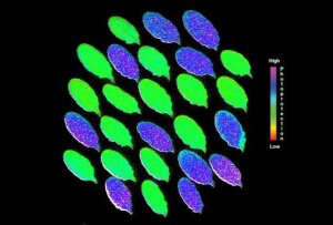 Enzyme tảo mới được ph&aacute;t hiện đem lại sự quang hợp hiệu quả hơn, c&acirc;y trồng tốt hơn