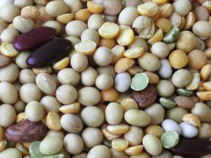 Di truyền học nu&ocirc;i sống thế giới