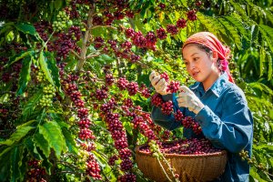 Thương mại n&ocirc;ng sản Việt Nam - Trung Quốc nh&igrave;n từ con số thống k&ecirc;: Thực tiễn, vấn đề v&agrave; giải ph&aacute;p