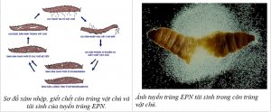 Nghi&ecirc;n cứu ph&acirc;n loại, đ&aacute;nh gi&aacute; c&aacute;c lo&agrave;i tuyến tr&ugrave;ng k&yacute; sinh g&acirc;y bệnh c&ocirc;n tr&ugrave;ng v&agrave; x&acirc;y dựng m&ocirc; h&igrave;nh bảo tồn nguồn t&agrave;i nguy&ecirc;n tuyến tr&ugrave;ng c&oacute; &iacute;ch ở Việt Nam