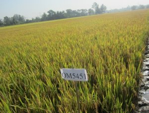 Ch&acirc;u Phi c&oacute; triển vọng lớn về tăng năng suất l&uacute;a gạo