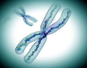Chỉ c&oacute; một nửa của một nhiễm sắc thể l&agrave; DNA