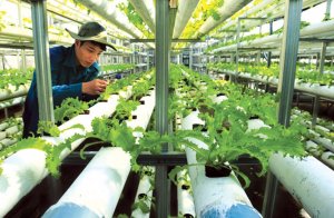 Nông nghiệp công nghệ cao: Cần cái nhìn toàn chuỗi giá trị