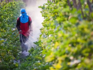 T&acirc;y Ban Nha ph&aacute;t triển giải ph&aacute;p kiểm so&aacute;t dịch hại bền vững