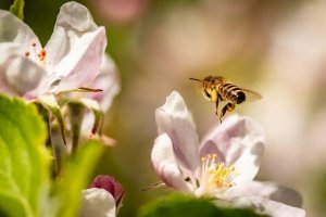 Thiếu lo&agrave;i thụ phấn l&agrave;m giới hạn sản lượng lương thực to&agrave;n cầu