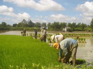 Ph&aacute;t thải kh&iacute; thải nh&agrave; k&iacute;nh từ canh t&aacute;c l&uacute;a bị đ&aacute;nh gi&aacute; thấp