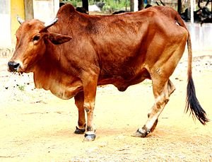 Ứng dụng c&ocirc;ng nghệ sinh học trong dinh dưỡng b&ograve; thịt 