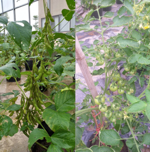 Chỉnh sửa gene trong n&ocirc;ng nghiệp: Tiềm năng chờ được khai mở