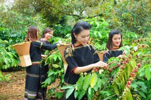 Ch&iacute;nh phủ ban h&agrave;nh Chương tr&igrave;nh h&agrave;nh động về ph&aacute;t triển kinh tế - x&atilde; hội v&ugrave;ng T&acirc;y Nguy&ecirc;n