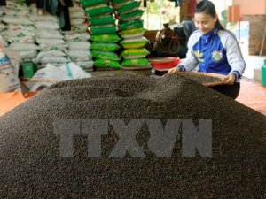 Thị trường hạt ti&ecirc;u k&eacute;m s&ocirc;i động, gi&aacute; giảm nhẹ trong th&aacute;ng Một 