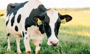 Thu hồi chất c&oacute; gi&aacute; trị từ chất thải động vật 