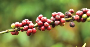 Tăng bất chấp mọi quy luật, giá cà phê sẽ về đâu?