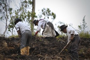 C&ocirc;ng nhận th&ecirc;m hai di sản n&ocirc;ng nghiệp ở v&ugrave;ng Andes v&agrave; Amazon Ecuador