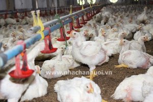 Nh&igrave;n lại thị trường sản phẩm chăn nu&ocirc;i th&aacute;ng 5.2021 