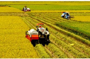Nghi&ecirc;n cứu x&aacute;c định yếu tố hạn chế độ ph&igrave; nhi&ecirc;u của đất l&uacute;a đồng bằng s&ocirc;ng Cửu Long