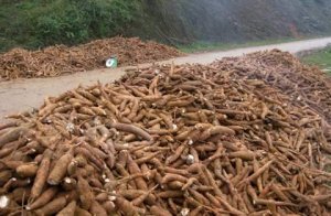 Xuất khẩu sắn v&agrave; sản phẩm chủ yếu sang c&aacute;c nước ch&acirc;u &Aacute;