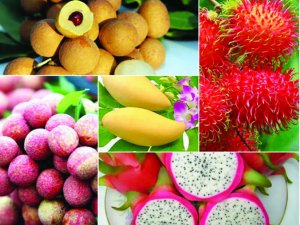 Định vị v&agrave; giải ph&aacute;p ph&aacute;t triển bền vững ng&agrave;nh h&agrave;ng tr&aacute;i c&acirc;y