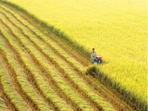 Kết quả điều tra, rà soát giống lúa toàn quốc 2015 phục vụ tái cấu trúc ngành hàng lúa gạo