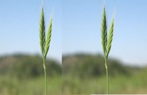 Hệ thống m&ocirc; h&igrave;nh Brachypodium theo d&otilde;i sự tiến h&oacute;a bộ gen đa bội